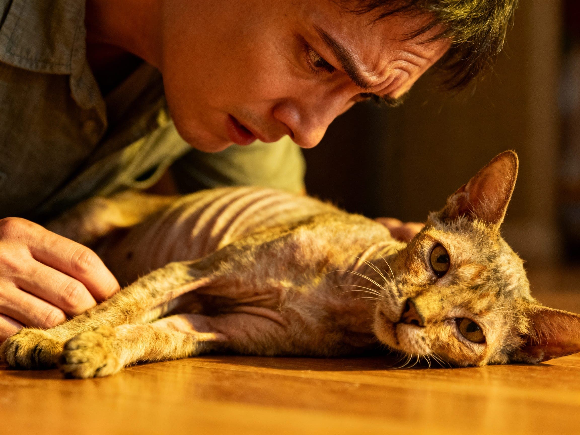 Empowering Pet Parents: Navigating High-Calorie Cat Food for Feline Health